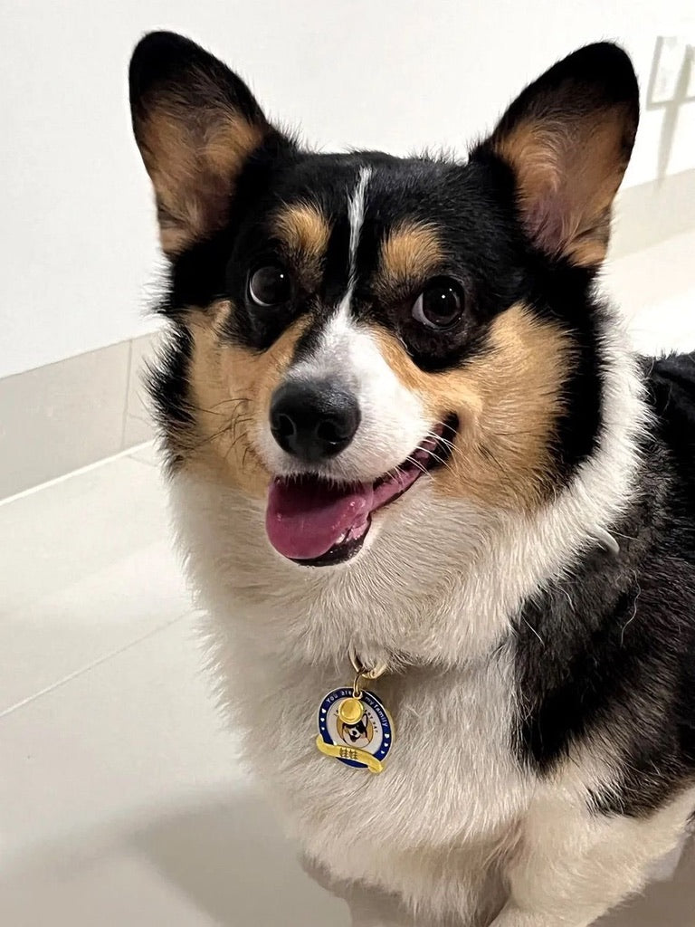 Brass Dog Name Tag - Custom Name & Phone Number